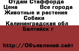 Отдам Стаффорда › Цена ­ 2 000 - Все города Животные и растения » Собаки   . Калининградская обл.,Балтийск г.